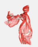 DOLCE & GABBANA - Scarf - 2