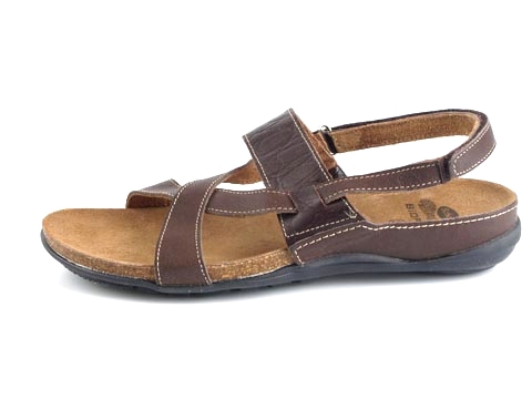 Scholl: Maonia