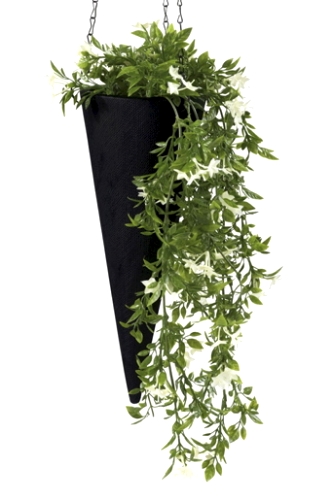 Stjärnblomma